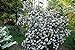 photo Pragense Viburnum Bush - White Flowering Shrub - Live Plant Shipped 1 to 2 Feet Tall - Best Privacy Hedge by DAS Farms (No California) 2024-2023