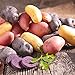 photo Organic US Grown Potato Medley Mix - 10 Seed Potatoes Mixed Colors Red, Purple and Yellow from Easy to Grow Bulbs TM 2024-2023