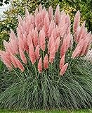 photo: You can buy Ecowus Pink Pampas Grass Cortaderia Selloana Rosea Ornamental Flower - 200 Seeds online, best price $10.92 ($0.05 / Count) new 2024-2023 bestseller, review