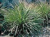 photo: You can buy Gamma Grass -50 Seeds(Tripsacum dactyloides) Warm-Season Perennial ~Ornamental ! online, best price $2.99 new 2024-2023 bestseller, review