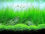 photo: You can buy AQUARIUM PLANTS DISCOUNTS Potted Tall Hairgrass by AquaLeaf Aquatics - Easy Aquatic Live Plant online, best price $6.95 new 2024-2023 bestseller, review
