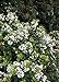 photo Spring Sonata Indian Hawthorne (2 Gallon) Flowering Evergreen Shrub with White Blooms - Full Sun to Part Shade Live Outdoor Plant - Southern Living Plants 2024-2023