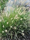 photo: You can buy Perennial Farm Marketplace Pennisetum alop. 'Little Bunny' (Fountain) Ornamental Grass, Size-#1 Container, Green Leaves online, best price $12.26 new 2024-2023 bestseller, review
