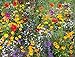 photo Cioler Seed House - Graines de fleurs sauvages rares Mélange de fleurs Mélange amical pour les abeilles et les abeilles 2024-2023