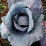 photo: You can buy Cabbage Seed, Red Acre, Heirloom, Non GMO 25 Seeds, Colorful Tasty Healthy Veggie Country Creek Acres online, best price $1.99 new 2024-2023 bestseller, review