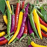 photo: You can buy NIKA SEEDS - Vegetable Ornamental Chili Pepper Mix Decorative Rainbow Plant - 30 Seeds online, best price $7.95 new 2024-2023 bestseller, review
