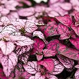 photo: You can buy Hypoestes Decorative House Plant Seeds - Splash Select Series - Mixture - 500 Seeds - Annual Ornamental Plant Seed online, best price $17.67 new 2024-2023 bestseller, review