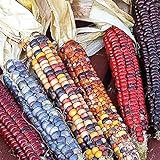 photo: You can buy Indian Ornamental, 50 Count Corn Seeds- 
