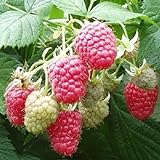 photo: You can buy 2 Joan J Raspberry Plants-Everbearing, Thornless (2 Lrg 2 Yrs Bare root Canes) online, best price $29.95 new 2024-2023 bestseller, review