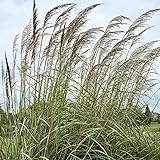 photo: You can buy Outsidepride Plume Ornamental Grass - 250 Seeds online, best price $6.49 ($0.03 / Count) new 2024-2023 bestseller, review