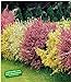 foto BALDUR Garten Ginster-Hecke Tricolor, 3 Pflanzen Cytisus praecox winterhart Heckenpflanzen 2024-2023