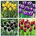 foto Los bulbos de tulipán,Plantar ahora,Flores que atraen mariposas y abejas,Hermosas flores cultivadas en casa,Plantas ornamentales-5 Bulbos 2024-2023