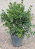 photo: You can buy Dwarf Burford Holly (2.4 Gallon) Compact Evergreen Shrub with Glossy Green Foliage - Full Sun Live Outdoor Plant… online, best price $45.47 new 2024-2023 bestseller, review