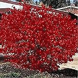 photo: You can buy Burning Bush Shrub- 50 Seeds online, best price $11.49 new 2024-2023 bestseller, review