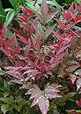 photo: You can buy Southern Living Plant Collection Obsession Nandina (2.5 Quart) Multicolor Evergreen Shrub with Brilliant Red New Foliage - Full Sun to Part Shade Live Outdoor Plant online, best price $21.50 new 2024-2023 bestseller, review