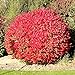 photo Pixies Gardens Burning Bush Plant Live Shrub | Blue-Green Colored Leaves | Summer Turns Into Fiery Red Autumn Landscape (1 Gallon Bare-Root) 2024-2023