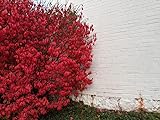 photo: You can buy Greenwood Nursery / Live Shrub Plants (Large Selection Inside) - Dwarf Burning Bushes - [Qty: 5 Bare Root Plants] online, best price $36.99 ($7.40 / Count) new 2024-2023 bestseller, review