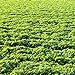 photo Outsidepride Alfalfa Legume Seed - 5 LBS 2024-2023