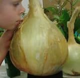 foto: acquista NUOVI 50 semi - semi di cipolla gigante. Ailsa Craig scozzese cimelio un seme onion.Vegetable enorme. Spedizione gratuita on-line, miglior prezzo EUR 10,97 nuovo 2024-2023 bestseller, recensione