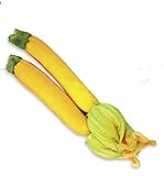 foto: acquista Giallo Semi Zucchini Zucchino estivo, pacchetto originale, 8 semi / Pack, Heirloom Cucurbita Pepo Vegetable Seeds # B005 on-line, miglior prezzo EUR 4,40 nuovo 2024-2023 bestseller, recensione