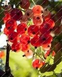 foto: acquista Pinkdose Gooseberry Frutta, Juicy Ribes bonsai Organic Fruit bonsai nutriente Bonsai alimentari bonsai impianto per il giardino domestico Pot 50 pc/bag: Verde on-line, miglior prezzo  nuovo 2024-2023 bestseller, recensione