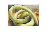 foto: acquista 5 x Siceraria Lagenaria Cucuzi - Serpenti - Patisson Semi Zucca KS142 on-line, miglior prezzo EUR 5,38 nuovo 2024-2023 bestseller, recensione