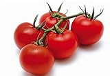 foto: acquista POMODORO CILIEGINO NERO 30 SEMI Pomodorino Dolce Alta Resa Black Cherry Tomato on-line, miglior prezzo EUR 4,98 nuovo 2024-2023 bestseller, recensione