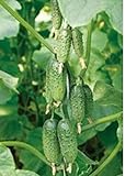 foto: acquista Plantree Semi di ortaggi Cetriolo Vlatko F1 Organicamente Cresciuto Ibrido Russo Non OGM on-line, miglior prezzo  nuovo 2024-2023 bestseller, recensione