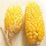 foto: acquista Plantree Fd950 Ananas semi di mais Heirloom semi di ortaggi biologici Popcorn Non-Gm 10Pc A on-line, miglior prezzo  nuovo 2024-2023 bestseller, recensione