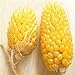 foto Plantree Fd950 Ananas semi di mais Heirloom semi di ortaggi biologici Popcorn Non-Gm 10Pc A 2024-2023