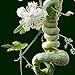 foto Vista Semi di zucca a serpente lunghi come frutti di serpente e verdure a circa 1,5 m Semi di zucca stagioni facili fagioli di serpente commestibili 2024-2023