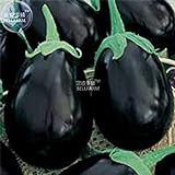 foto: acquista Visa Store 2018 vendita calda Davitu melanzane nero grandi semi di ortaggi, 100 semi, organici gustosi per la casa giardino E4327I on-line, miglior prezzo  nuovo 2024-2023 bestseller, recensione