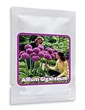 foto: acquista Aglio gigante (Allium Giganteum) - 30 semi / pacco - aglio decorativo, grandi dimensioni on-line, miglior prezzo EUR 4,95 nuovo 2024-2023 bestseller, recensione