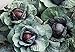 foto SEMI PLAT FIRM-Health Care cavolo viola Semi 300pcs, molto popolare foglia Vegetable Seeds, nutrizione ricca brillante Colorica oleracea Seeds 2024-2023