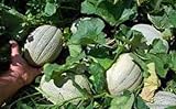 foto: acquista Go Garden 'Cantaloupe- Delicious 51 Semi di Melone Verdure 80 – 90 ct (3G) Molto Dolce on-line, miglior prezzo  nuovo 2024-2023 bestseller, recensione