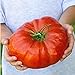 foto AGROBITS 100 nutrienti semi di anguria Pomodoro costoluto, enorme, sapore ricco, facile crescere Il mondo & # 39; s piÃ¹ grande bistecca 2024-2023