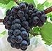foto Pinkdose misti 50 pc/pacchetto piantine piantine di alberi Semi di uva frutta in vaso Kyoho semi d'uva rossa menzione bambino: mescolare 2024-2023