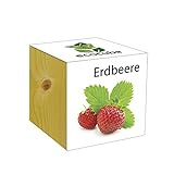 foto: acquista Extragifts ecocube Fragola - piante nel cubo di legno on-line, miglior prezzo EUR 9,99 nuovo 2024-2023 bestseller, recensione