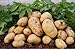 foto Pinkdose 100pcs Giant & amp; I semi di patate viola anti-rughe Nutrizione verde vegetale per il giardino domestico di semina di piante di patate giardino rare: 6 2024-2023