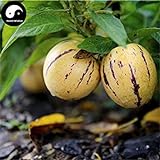 foto: acquista Comprare semi di melone Melanzana frutta 30pcs impianto Ginseng Fruit pepino Aiton on-line, miglior prezzo EUR 14,51 nuovo 2024-2023 bestseller, recensione