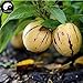 foto Comprare semi di melone Melanzana frutta 30pcs impianto Ginseng Fruit pepino Aiton 2024-2023