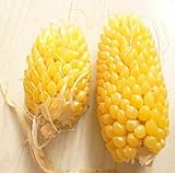 foto: acquista Go Garden Fd950 Ananas - Semi di Mais per Verdure, Popcorn, biologici, Non-Gm, 10 pz on-line, miglior prezzo  nuovo 2024-2023 bestseller, recensione