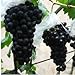 foto Pinkdose 200 Black garden uva rara colorata d'uva frutta bonsai di trasporto 2024-2023