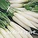 foto SEMI PLAT firm-100pcs bianco lungo sottile ravanello Seeds ravanello bianco lungo Ghiacciolo Raphanus Sativus Vegetable Seeds impianto fai da te 2024-2023
