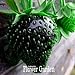 foto Nuovi semi dolce 100 Semi / Seeds Semi Borsa frutta nera fragola Bonsai Piante per la casa e giardino vaso da giardino fragole, # JQPRZP 2024-2023