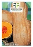 foto: acquista 35 C.ca Semi Zucca Butternut Rugosa - Cucurbita moschata In Confezione Originale Prodotto in Italia - Zucche rugose on-line, miglior prezzo EUR 7,40 nuovo 2024-2023 bestseller, recensione