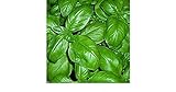 foto: acquista BASILICO GENOVESE 270 SEMI foglia larga PESTO LIGURE Basil pianta erba aromatica on-line, miglior prezzo EUR 2,70 nuovo 2024-2023 bestseller, recensione