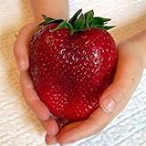 foto: acquista Visa Store Semi di fragola rossa gigante di Davitu 100Pcs Semi di Heirloom Super Japan Strawberry Garden on-line, miglior prezzo  nuovo 2024-2023 bestseller, recensione