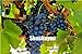 foto Pinkdose Saldi!Â 100 pz Piante d'uva Nero Uva Albero bonsai Cresce Frutta Bonsai Piante non OGM Cibo commestibile balcone piante da giardino in vaso: 1 2024-2023