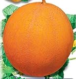 foto: acquista PlenTree 50 Semi di Melone Dniproanka on-line, miglior prezzo  nuovo 2024-2023 bestseller, recensione